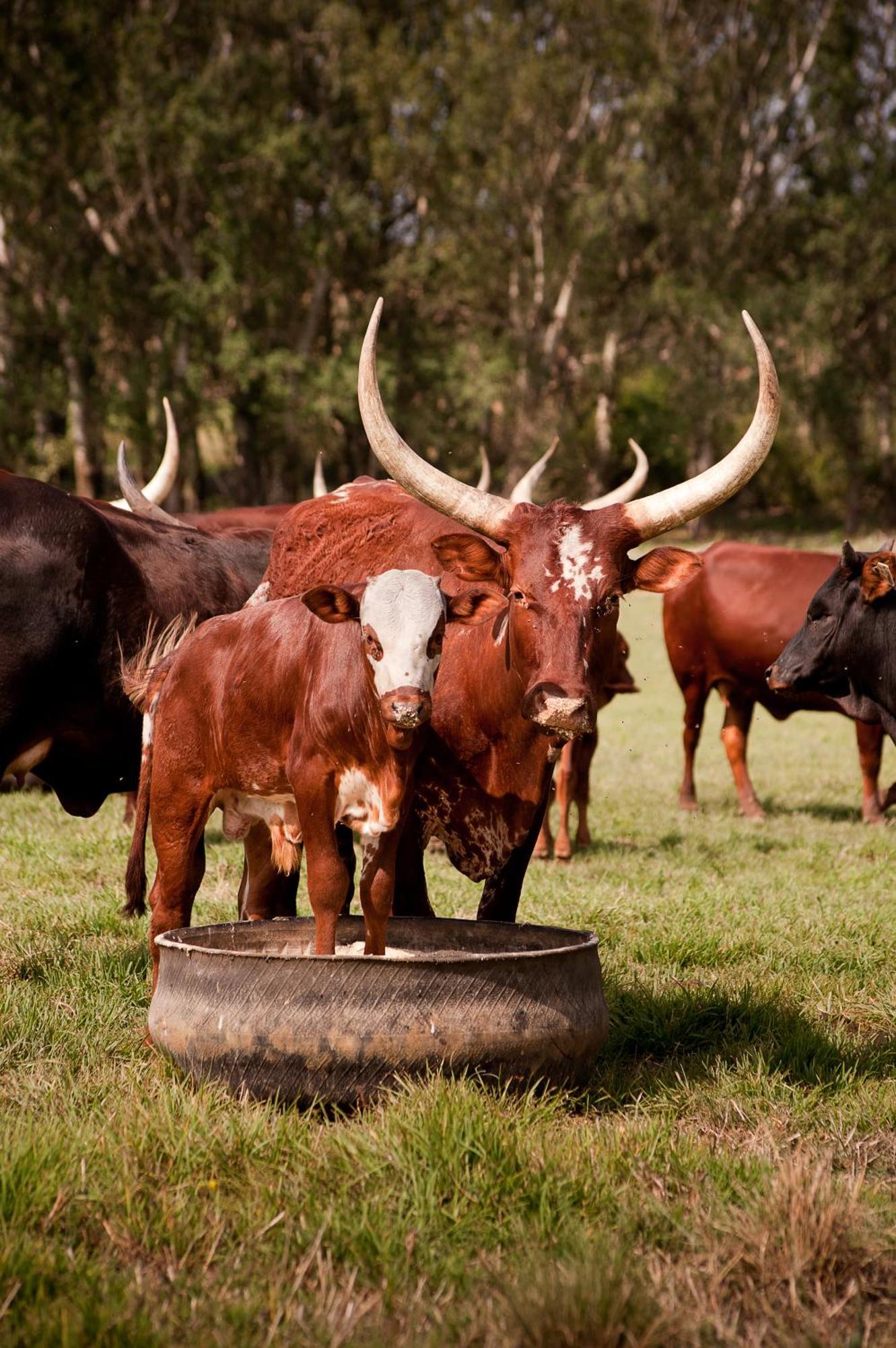 Dalmore Guest Farm เบิร์กวิลล์ ภายนอก รูปภาพ